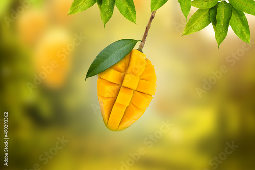 Slice of fresh mango fruit hanging on tree with green leaf at farm on background. Mango juice and dessert season concept.