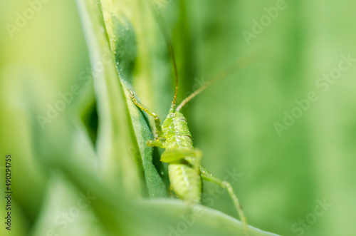 Green grasshopper sitting on a leaf.