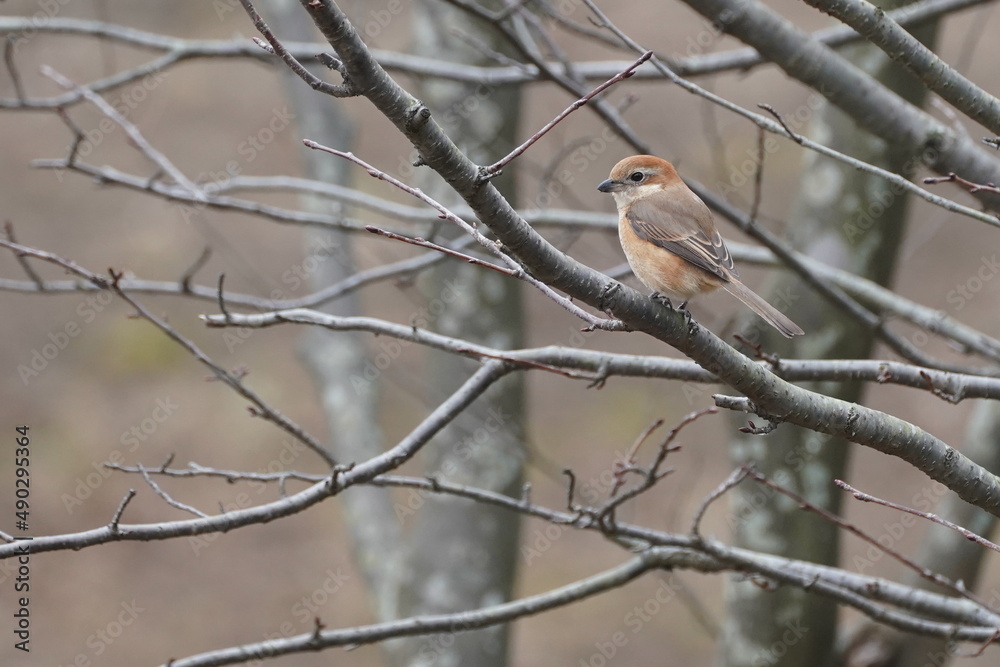 bull headed shrike on the branch bull headed shrike on the branch