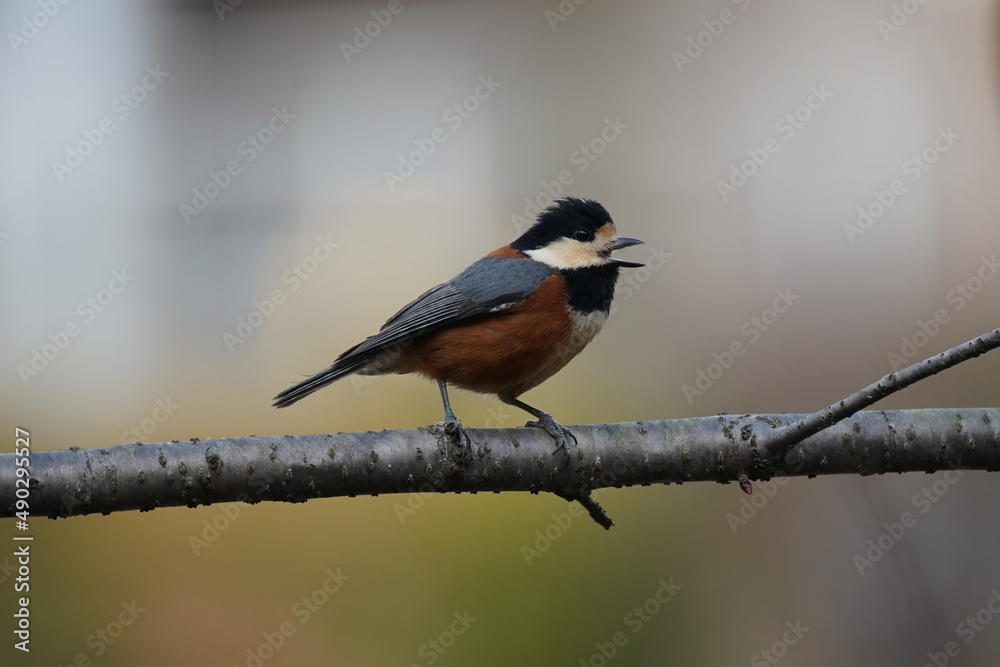 varied tit on the branch varied tit on the branch