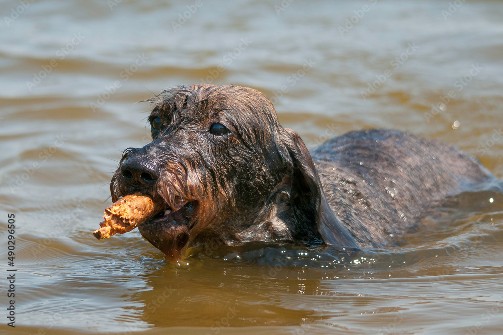 Obraz premium Dackel im Wasser