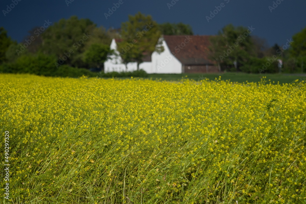 RApsfeld RApsfeld
