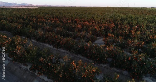 orange grove at sunset