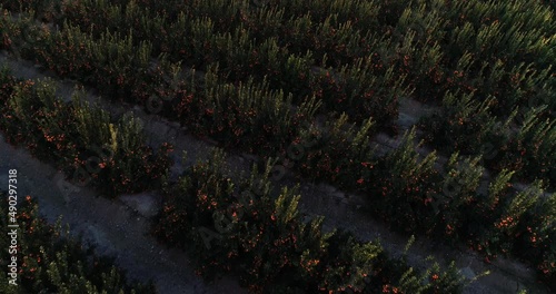 flight over orange grove at sunset