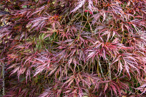Érable du Japon - Acer palmatum Atropurpureum