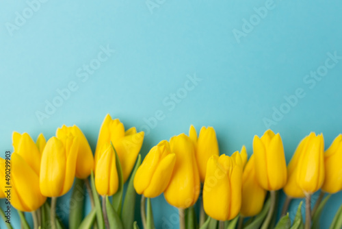 No focus. Blur background of yellow tulips on blue background. Space for text. Spring is coming. Top view