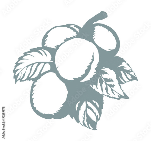 Branch with apricots. Vector drawing
