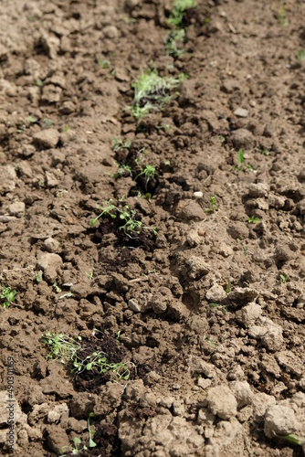 FU 2021-05-23 Obstfeld 44 Im Erdboden wachsen kleine Salatpflanzen