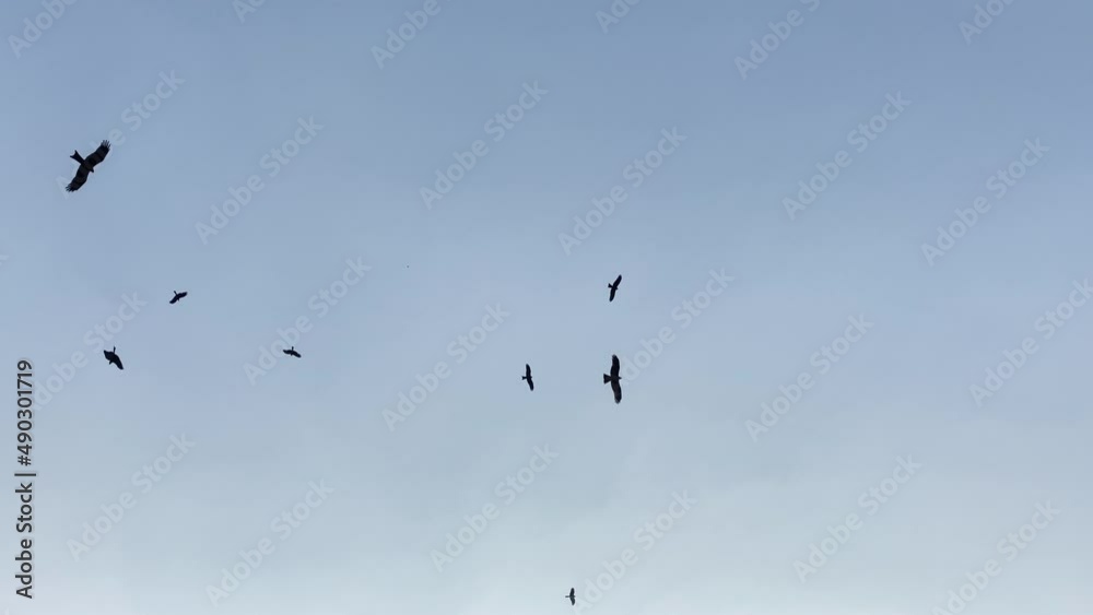 A flock of birds flying in the sky, circling overhead.