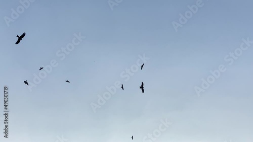A flock of birds flying in the sky, circling overhead.