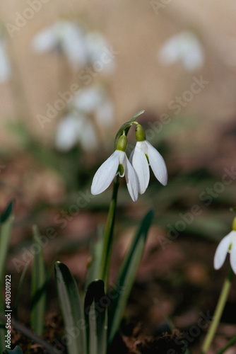 Snowdrop macro in white green brown colours