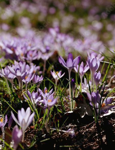 green meadow with purple crocus