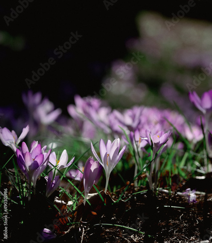 white purple crocus meadow in sunshine