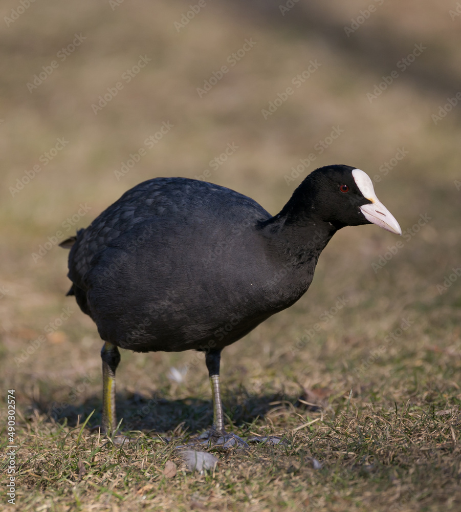 black bird with white forehead looking curious into camera while foraging on brown grass black bird with white forehead looking curious into camera while foraging on brown grass