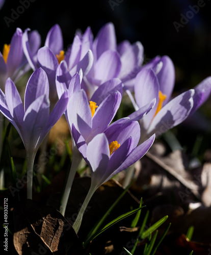 violet crocus group macro