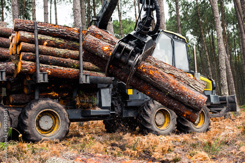 Canvas-taulu porter or forwarder collecting pine trunks for storage