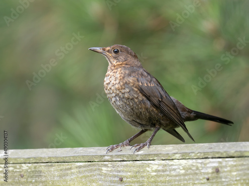 Blackbird fledgling