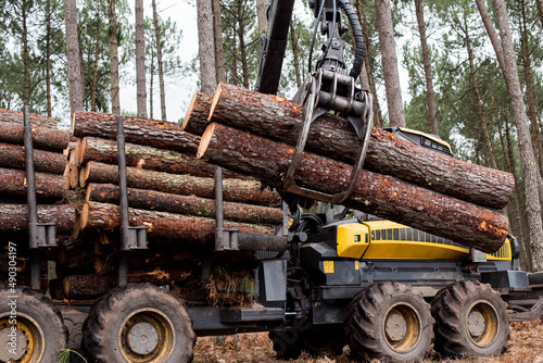 porter or forwarder collecting pine trunks for storage