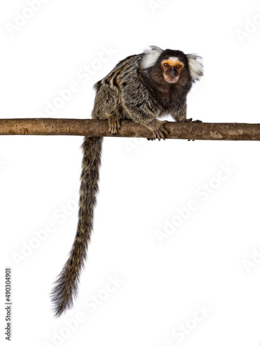 Cute common marmoset monkey aka Callithrix jacchus, sitting side ways on branch. Looking straight to camera with tail hanging down. Isolated on a white background. photo