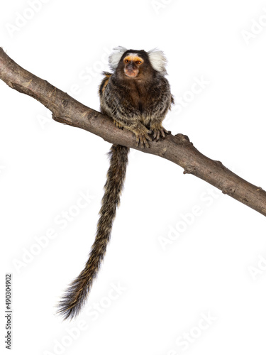 Cute common marmoset monkey aka Callithrix jacchus, sitting facing front on branch. Looking beside and away from camera with tail hanging down. Isolated on a white background. photo