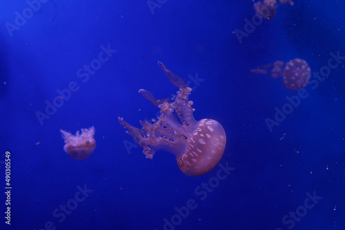 macro of a beautiful jellyfish mastigias papua photo