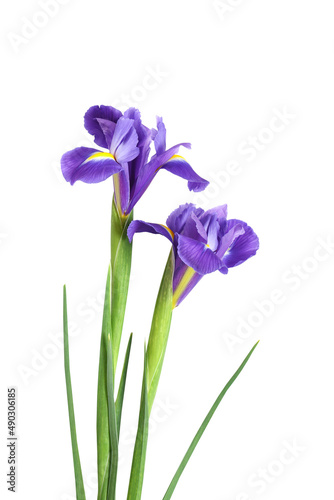 two iris flowers on a white isolated background