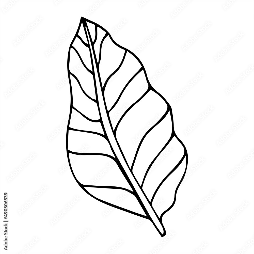 Simple hand drawn doodles. tropical leaves silhouette vector. Hand drawn  silhouette palm leaf icon on white background. Cartoon sketch element:  greenery Arecaceae, Palmae Palm Leave Stock Vector | Adobe Stock