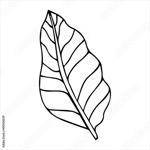 Simple hand drawn doodles. tropical leaves silhouette vector. Hand drawn silhouette palm leaf icon on white background. Cartoon sketch element: greenery Arecaceae, Palmae Palm Leave