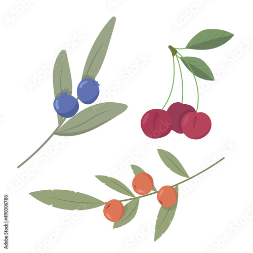 Vector set with branches of berries. Cherry, blueberry and sea-buckthorn illustration, all elements isolated on white background. 