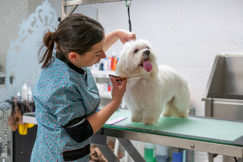 : Young woman dog groomer grooming a small white Maltese dog under the chin hair photo