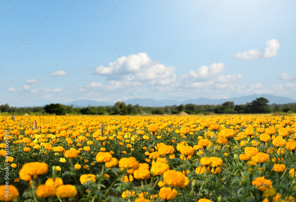 Landscape of marigold flower garden of indian people, soft and selective focus.