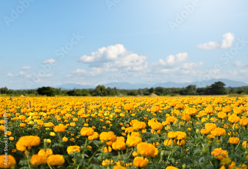 Landscape of marigold flower garden of indian people, soft and selective focus.