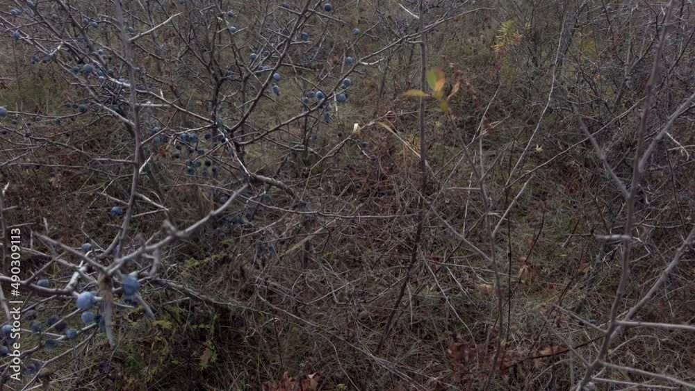 Female hands plucking remaining wild blackberries from bush without leaves in autumn forest Female hands plucking remaining wild blackberries from bush without leaves in autumn forest