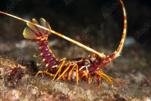 Canvastavla Spiny Lobster  ( Palinurus elephas ). İzmir, Turkey.