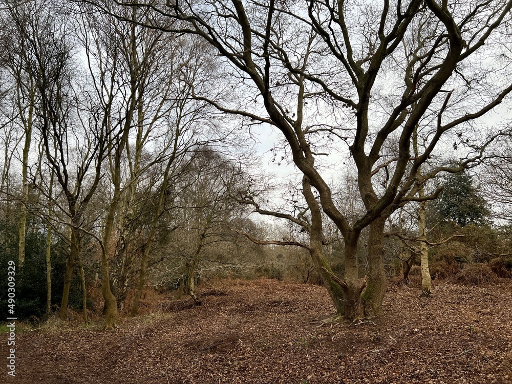 Forest landscape with bare branched silver birch, beech and oak trees in a Norfolk East Anglia woodland the ground soil of peat and brown dried leaf mould the dense woodland in Spring with grey skies Forest landscape with bare branched silver birch, beech and oak trees in a Norfolk East Anglia woodland the ground soil of peat and brown dried leaf mould the dense woodland in Spring with grey skies