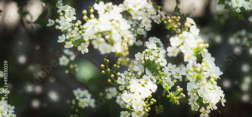 Quadro su tela flowering tree branch in springtime, closeup of white blossoms in sunshine, flor