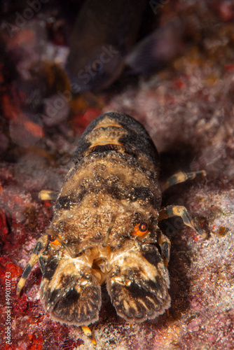 Slipper lobster (Scyllarus arctus). İzmir, Turkey. photo