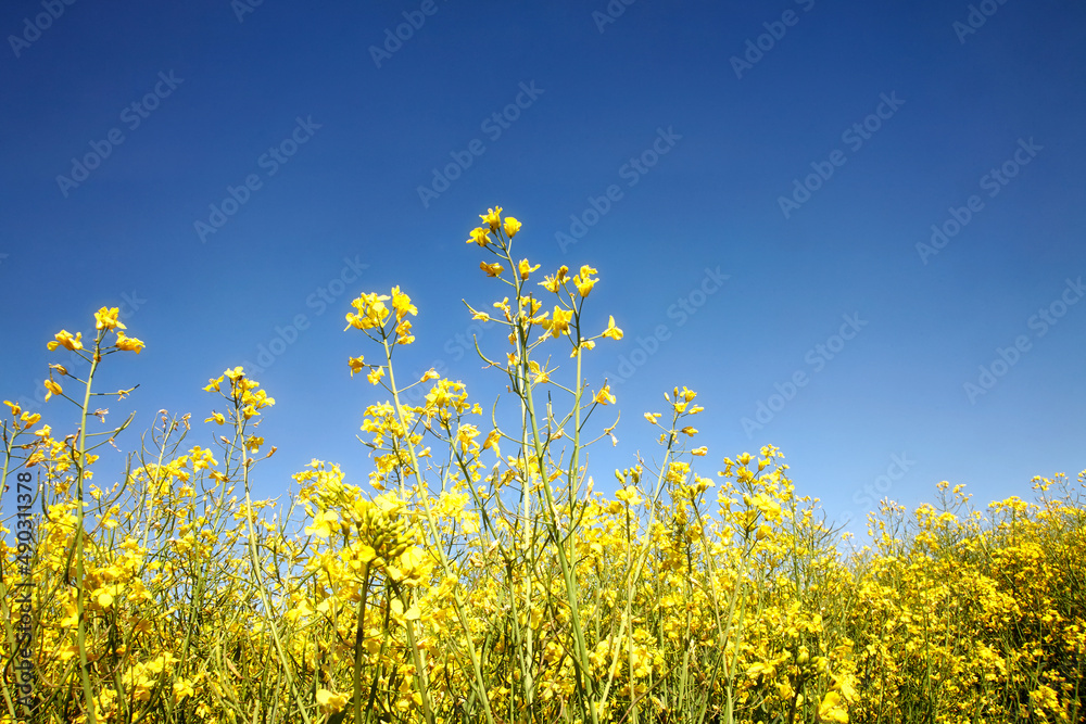 Raps, Natur, Umwelt, Landschaft, Sommer. Raps, Natur, Umwelt, Landschaft, Sommer.