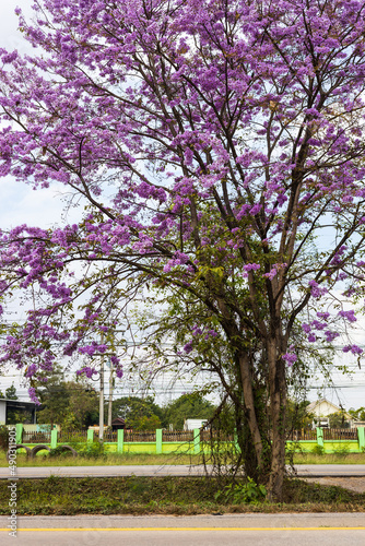 A low angle view of beautiful purple bungor flowers blooming near the paved road.