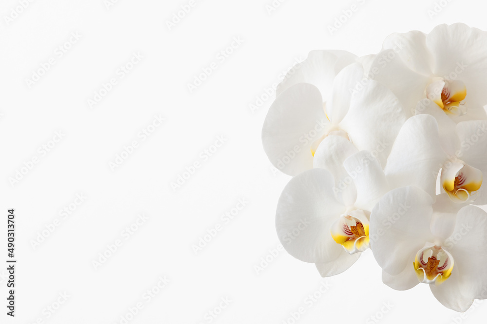 Obraz premium Branch of beautiful white orchid on white background with copy space (selective focus)