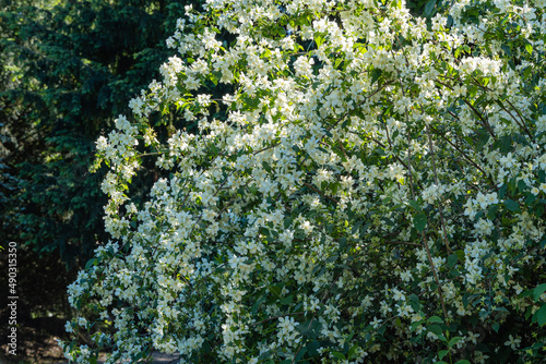 Flowering bushes of jasmine Philadelphus coronarius sweet chubushnik in Adler arboretum "Southern Cultures". White flowers on branches of sweet mock orange on blurred background. Selective focus.