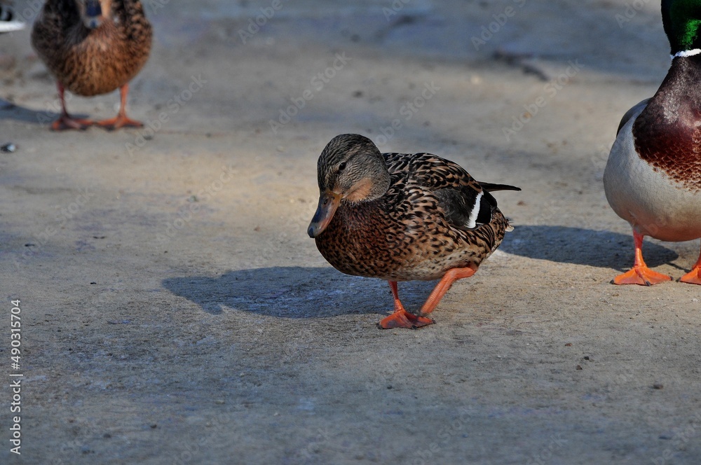 Duck is a representative of birds from several genera of the duck