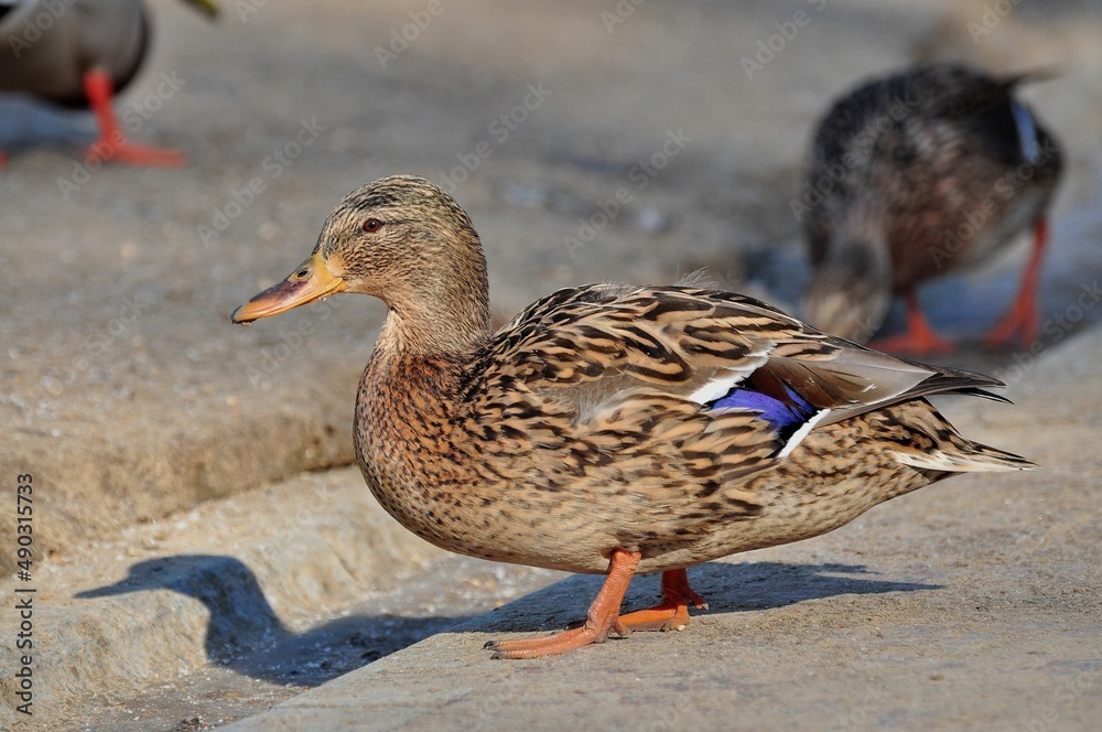 Duck is a representative of birds from several genera of the duck family: piebald ducks, diving ducks, savki, river ducks, steamer ducks, musk ducks and crumbs; in total, more than 110 species. Ducks Duck is a representative of birds from several genera of the duck family: piebald ducks, diving ducks, savki, river ducks, steamer ducks, musk ducks and crumbs; in total, more than 110 species. Ducks