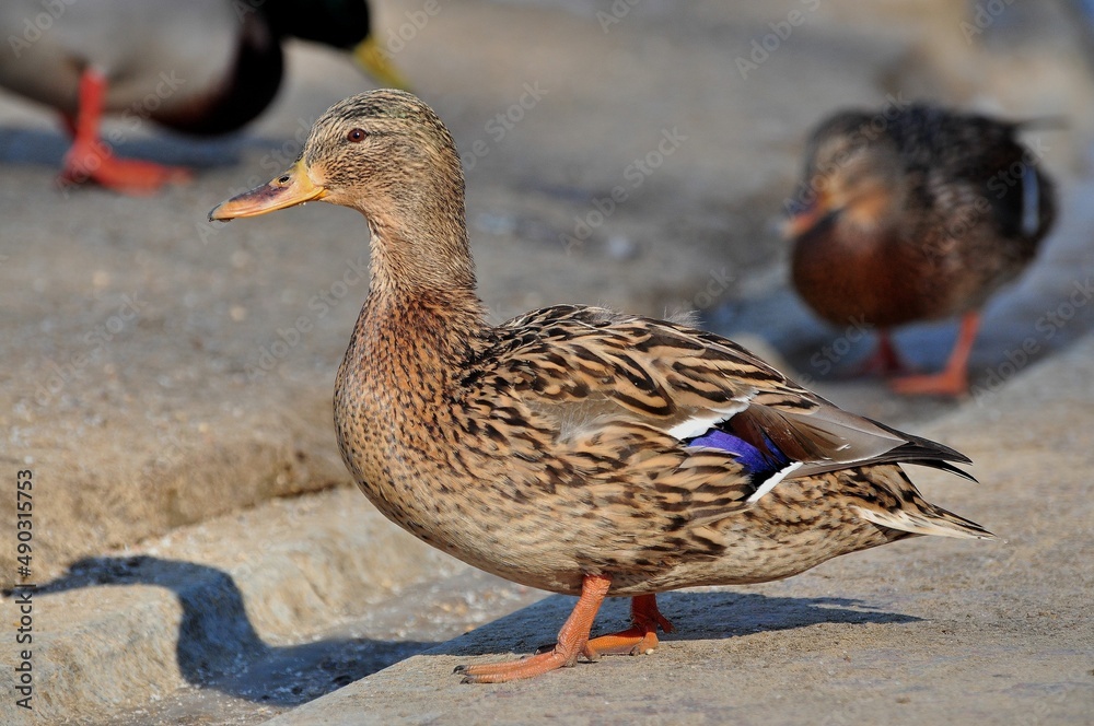 Duck is a representative of birds from several genera of the duck family: piebald ducks, diving ducks, savki, river ducks, steamer ducks, musk ducks and crumbs; in total, more than 110 species. Ducks Duck is a representative of birds from several genera of the duck family: piebald ducks, diving ducks, savki, river ducks, steamer ducks, musk ducks and crumbs; in total, more than 110 species. Ducks