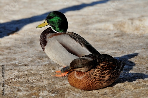 Duck is a representative of birds from several genera of the duck family: piebald ducks, diving ducks, savki, river ducks, steamer ducks, musk ducks and crumbs; in total, more than 110 species. Ducks 