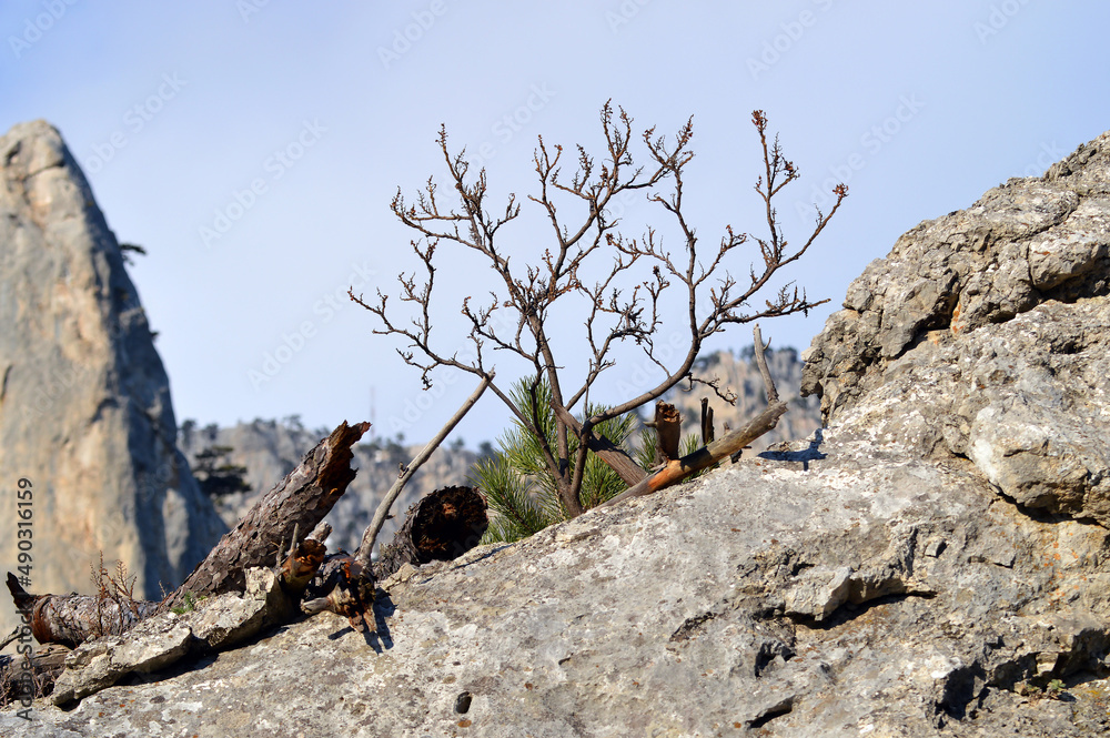 Fototapeta premium Sicilian sumac growing on the rock