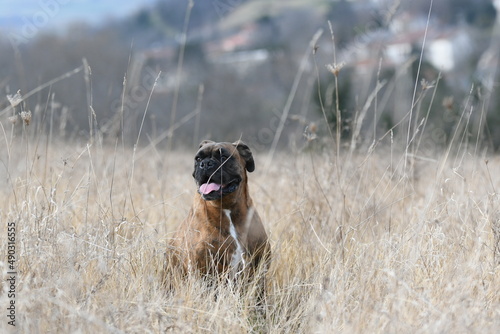 Chien de race boxer  photo