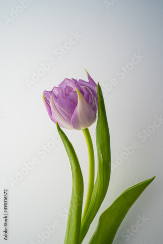 Beautiful tulip flower on a white background. #490316572