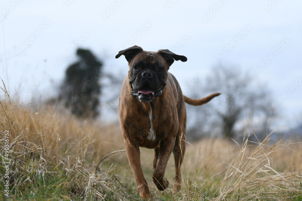 Chien de race boxer dans un champ Chien de race boxer dans un champ