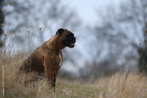 Portrait d'un chien de race boxer en France